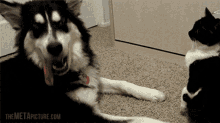 Bitch Dont Touch Me Dog GIF - Bitch Dont Touch Me Dog Cat GIFs