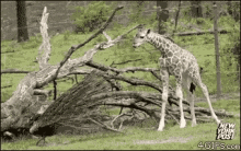 animals giraffe peacock scare