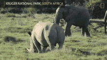 rhino spar elephant nat geo