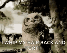 Owl I Whip My Hair Back And Forth GIF - Owl I Whip My Hair Back And Forth Moving Head GIFs