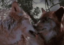Wolf Lick GIF - Wolf Lick Animals GIFs
