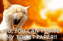 cat shooting gun you cant have my toilet paper