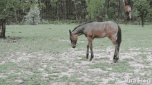 Horse Stand Up GIF - Horse Stand Up Standing GIFs
