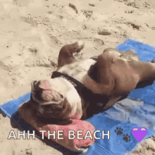 Bbeach Day Chilling GIF - Bbeach Day Chilling Dogs GIFs