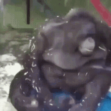 singe monkey