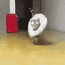 Heyyyyy Cute Cat GIF - Heyyyyy Cute Cat Cat GIFs