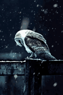 owl majestic cinegraph cinemagraph snow