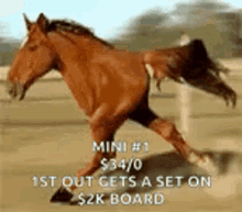 Mini Horse GIF - Mini Horse GIFs
