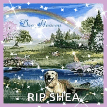 rainbow dog heaven happy rainbow dog heaven happy