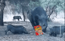 rhino fuck