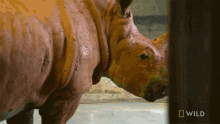 stare rhino gets a mud bath secrets of the zoo world rhino day look glare
