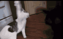 Random Kitty Steve Cash GIF - Random Kitty Steve Cash Sylvester The Talking Cat GIFs