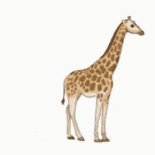 Giraffe Give Birth GIF - Giraffe Give Birth Giving Birth - Discover & Share  GIFs