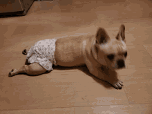 Period Menstrual Woman Frenchie Monthly Cycle GIF - Period Menstrual Woman Frenchie Monthly Cycle GIFs