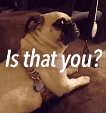 Is That You GIF - Is That You Pug Dog GIFs