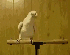 bird-dance.gif
