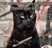 Cat Cheeto GIF - Cat Cheeto GIFs