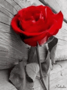 Rose Love GIF - Rose Love Heart GIFs