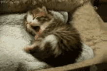 cat kitten