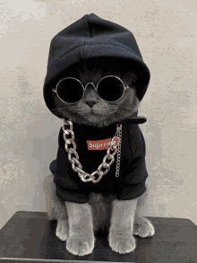 cat cat drip drip too hard sunglasses cat gold chain