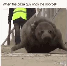 Pizza When Pizza Guy Rings The Door Berll GIF - Pizza When Pizza Guy Rings The Door Berll Seal GIFs