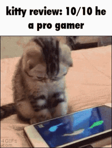 Kitty Review Cat GIF - Kitty Review Cat Gamer Cat GIFs