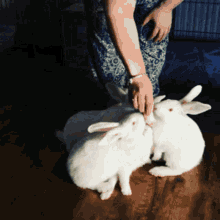rabbit bunny litter new zealand white dancing rabbits