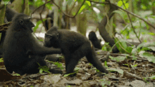Macaque Hug GIF - Macaque Hug Monkey GIFs