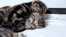 kittens cats