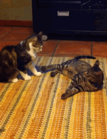 Cat Fight GIF - Cat Fight Couple GIFs