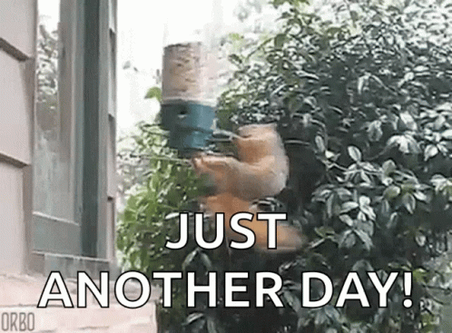 Wee Spin GIF - Wee Spin Squirrel GIFs
