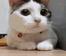 Cat Smh GIF - Cat Smh Nope GIFs