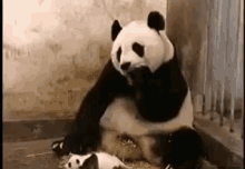 Panda Kaget GIF - Panda Kaget Lucu GIFs