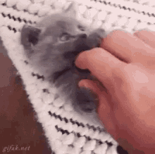 Kitten Cute GIF - Kitten Cute Adorable GIFs