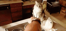 Cats Wolverine GIF - Cats Wolverine GIFs