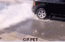 Gif Pet Car GIF - Gif Pet Car Water GIFs