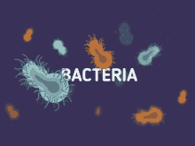 bacteria get rid of bacteria bacteria get rid of bacteria