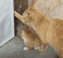 Open Door Cat GIF - Open Door Cat Kitty GIFs