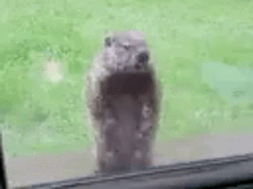 Groundhog Gif Groundhog Discover Share Gifs - vrogue.co