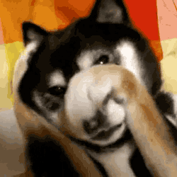 Embarrassed GIF - Animals Dog Embarrassed GIFs
