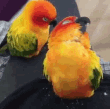Birds Together GIF - Birds Together Love Birds GIFs