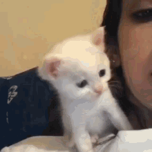 Cat Kiss GIF - Cat Kiss Gatinho - Discover &amp; Share GIFs