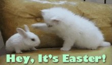 Happy Easter Bunny Cat Bap GIF - Easter Happy Easter Bunny GIFs