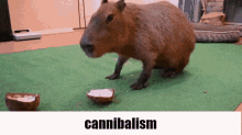 capybara coconut cannibalism