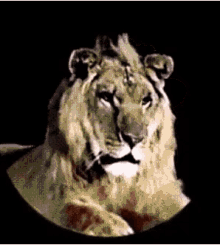 Mgm Lion Roar GIF - Mgm Lion Lion Roar GIFs