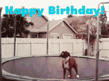 Happy Birthday Trampoline GIF - Happy Birthday Trampoline Dog GIFs
