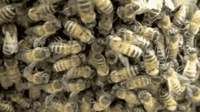 Bees Honeybees GIF - Bees Honeybees Hive GIFs