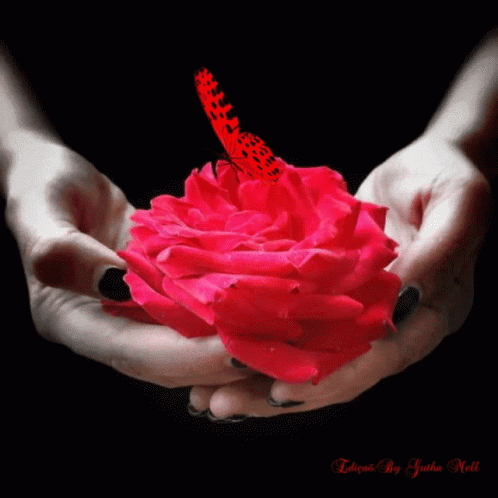 Red Rose GIF - Red Rose Butterfly - Descubre &amp; Comparte GIFs