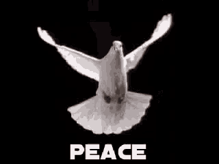 Peace Dove GIF - Peace Dove Pigeon - Discover & Share GIFs