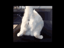 Cat Twerking GIF - Cat Twerking Cat Twerking GIFs